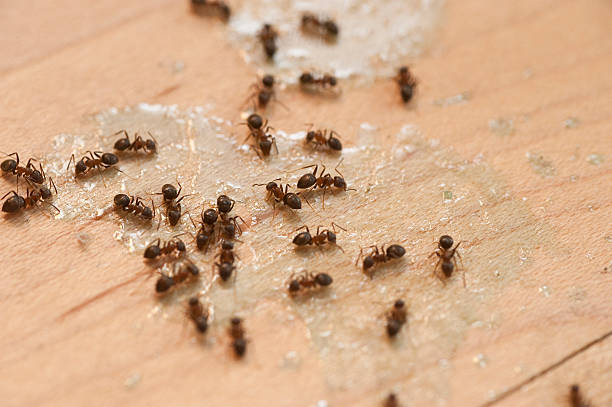 Spider Control Near Me in Sierra View, PA